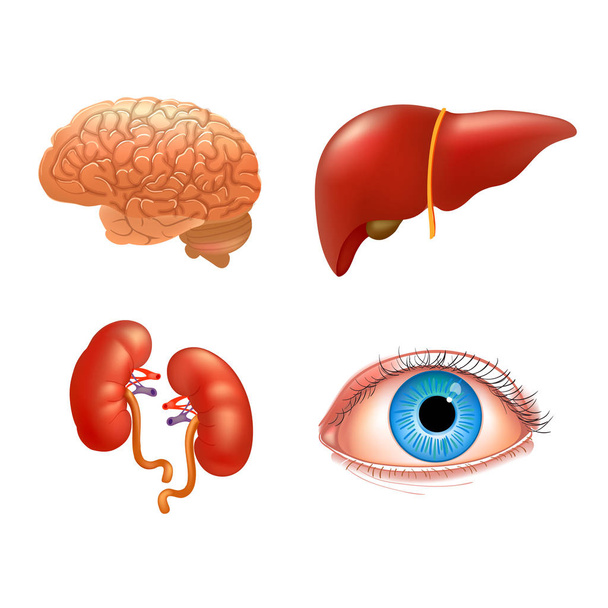 Vector internal organs icon set - ベクター画像