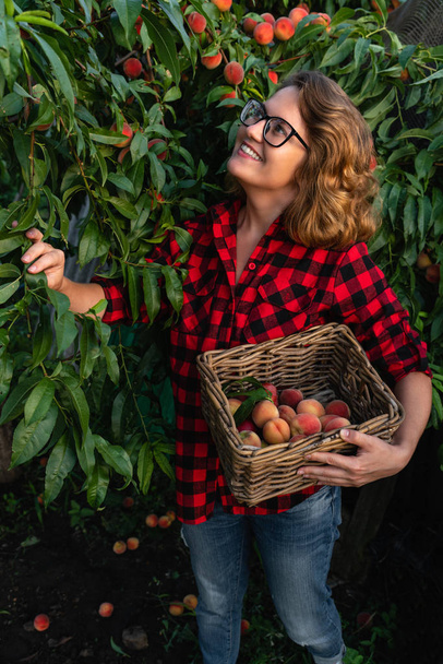 Young woman  pick up peaches in the garden of peach trees.  - Photo, image