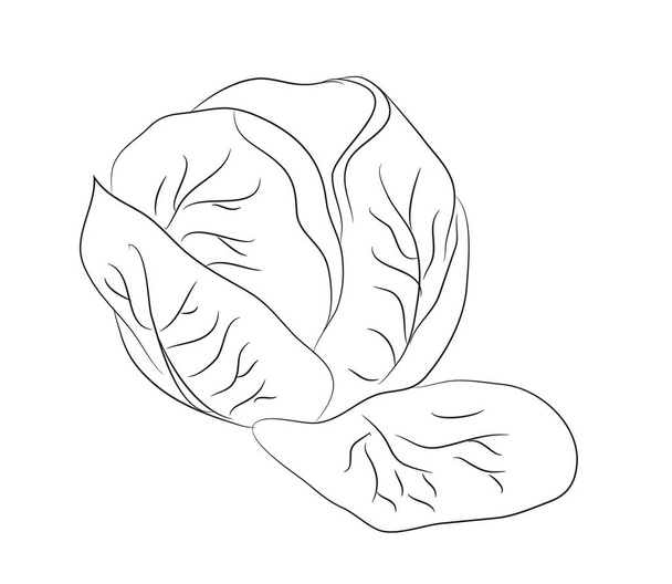 vegetables and fruits drawing lines, vector, white background - Vetor, Imagem