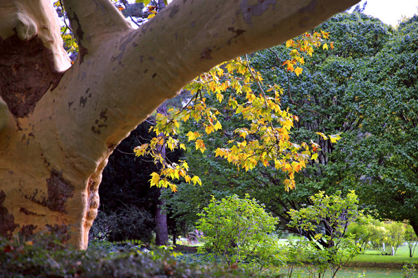 Antiguo árbol de Platanus acerifolia gigante y hojas de color marrón amarillo en el parque de principios de otoño. Doblehoff Park en Baden Austria
. - Foto, imagen