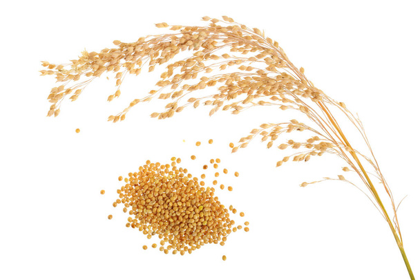 Spikes of millet and grain isolated on white background - Photo, Image