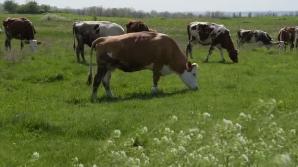 Αγέλη αγελάδων που βόσκουν σε ένα καταπράσινο λιβάδι - Πλάνα, βίντεο