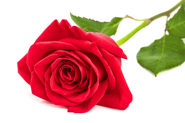 krásná červená růže izolované na bílém pozadí - Fotografie, Obrázek