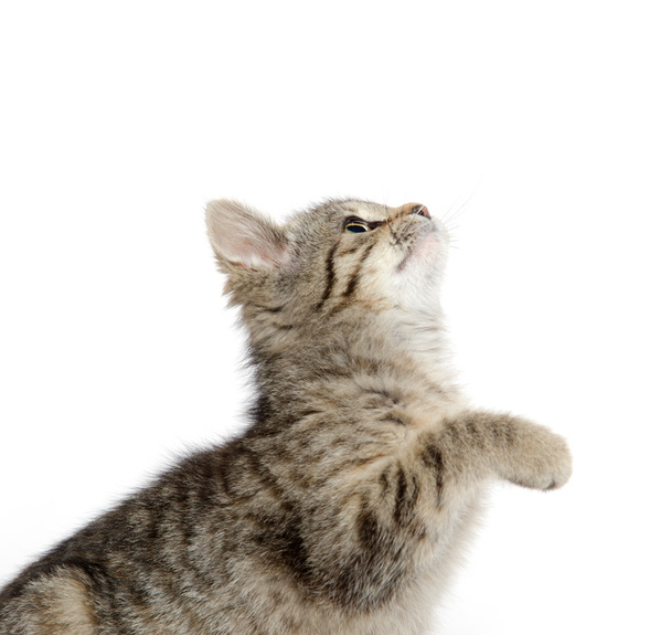 Cute tabby kitten - Foto, Imagem