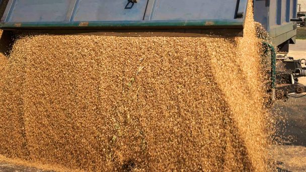 Cereales de maíz vertiendo en un silo agrícola
. - Foto, imagen