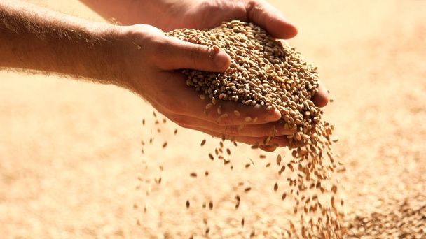 pšeničná zrna v rukou při ukládání mlýn. - Fotografie, Obrázek