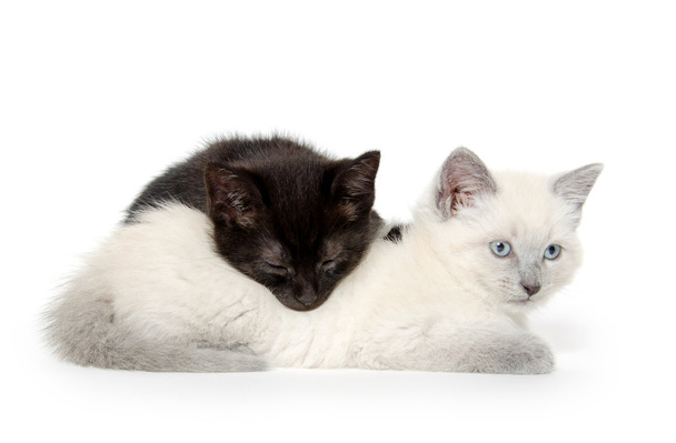 two cute kittens - Fotoğraf, Görsel