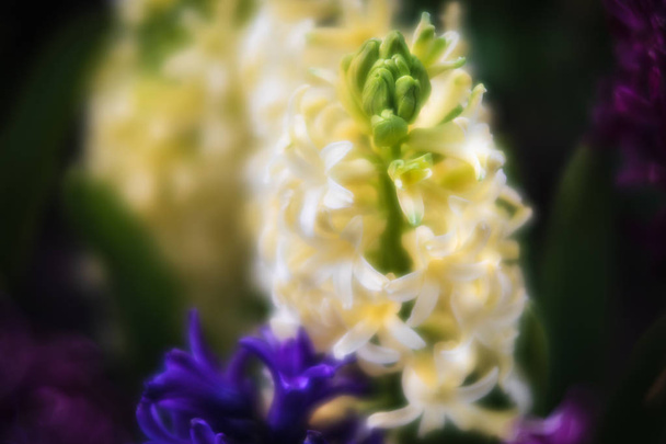 Imagem de foco suave de flores de jacinto florescendo na primavera. Grupo de belos jacintos multicoloridos
 - Foto, Imagem