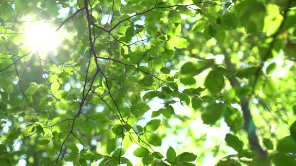 Sol resplandeciente entre hojas verdes frescas, árboles en el bosque
 - Imágenes, Vídeo