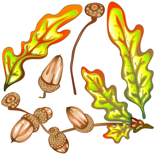 Vector herfst geel eikenbladeren en acorn plant. Blad plant botanische tuin floral gebladerte. Geïsoleerde illustratie element. Vector blad voor achtergrond, textuur, wrapper patroon, frame of rand. - Vector, afbeelding