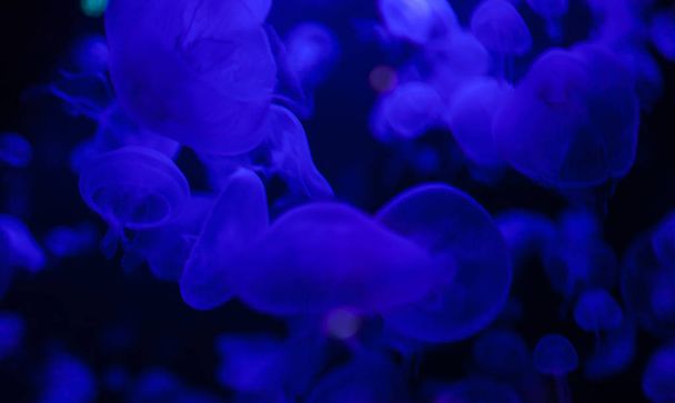 Jellyfish in action in the aquarium,Creating beautiful effect while in motion - Foto, Imagem