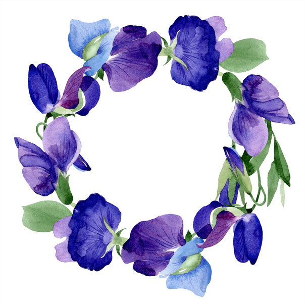 Watercolor purple sweet pea flower. Floral botanical flower. Frame border ornament square. Aquarelle wildflower for background, texture, wrapper pattern, frame or border. - Photo, Image
