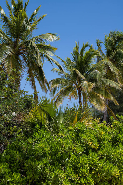 A tropical green landscape on Princess Cays in the Bahamas. - Zdjęcie, obraz