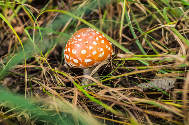 Маленький гриб аманіта в лісі, макро постріл
 - Фото, зображення