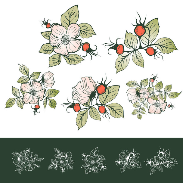 Вінтажна колекція малюнків троянд, може використовуватись як логотип
 - Вектор, зображення