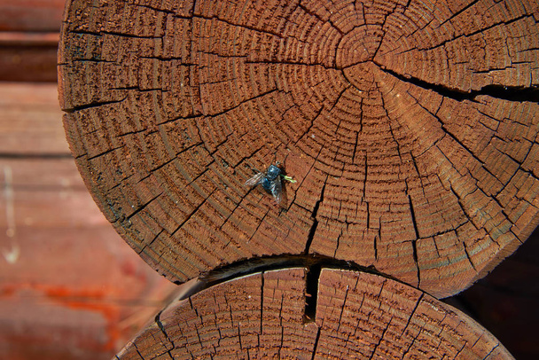 Сіра м'ясна муха на розрізі червоного дерева
 - Фото, зображення