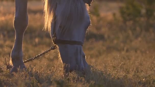Amazing white horse grazing in the meadow at beautiful sunset. - Footage, Video