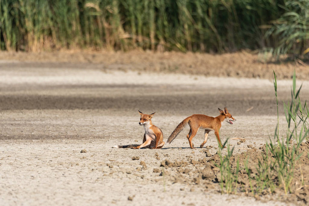 Duas raposas jovens, uma sentada, virar na planície em um dia ensolarado, imagem horizontal
 - Foto, Imagem