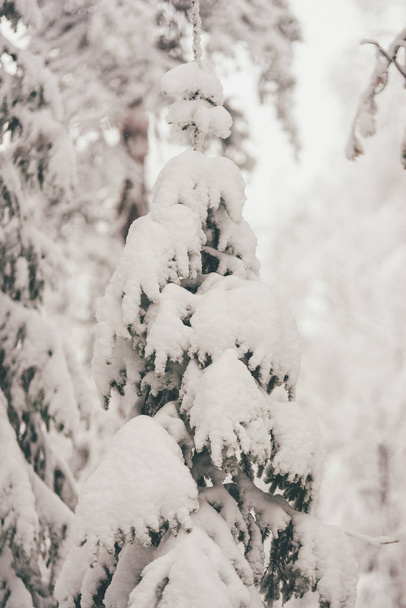 Зимний снежный лес в Рованиеми, Финляндия, Лапландия на Рождество. На Северном арктическом полюсе
. - Фото, изображение