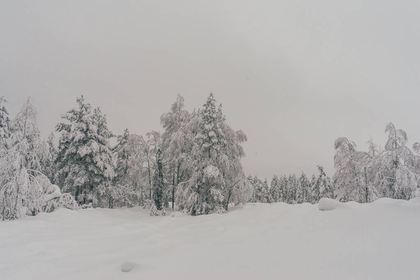 Forêt enneigée d'hiver à Rovaniemi, Finlande, Laponie à Noël. Au pôle Nord de l'Arctique
. - Photo, image