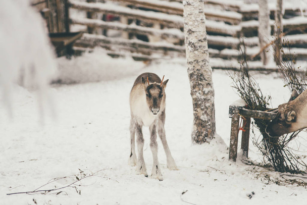 Північний олень, зимовий ліс сніг, фінської Saami фермі в Лапландії Рованіємі, Фінляндія, на Різдво. На Північний Льодовитий полюсі. - Фото, зображення