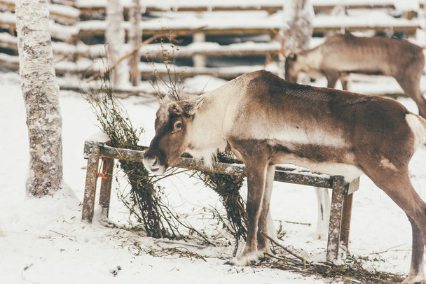 Reindeer, Winter Snow Forest at Finnish Saami Farm in Rovaniemi, Finland, Lapland at Christmas. At the North Arctic Pole. - Photo, Image