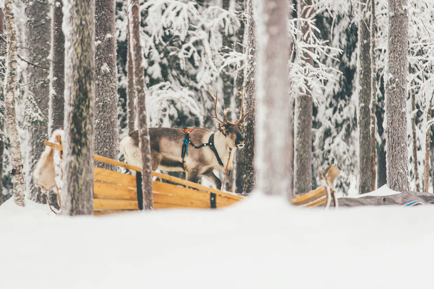 Ταράνδους αγέλη, Λαπωνία, βόρειο Φινλανδία χιόνι παγωμένο δάσος - Φωτογραφία, εικόνα