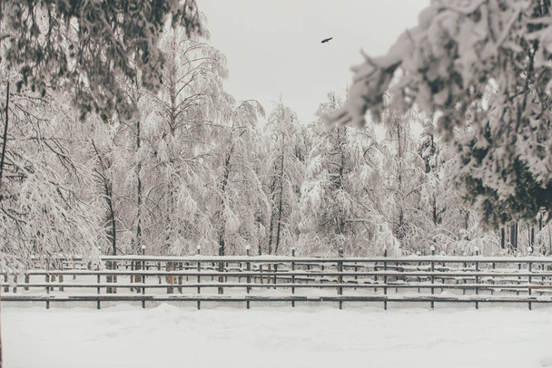 Zimní sněhová les na finské Saami farmě v Rovaniemi, Finsko, Laponsko na Vánoce. Na severním polárním pólu. - Fotografie, Obrázek