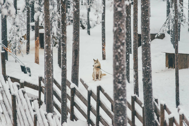 Σκύλος χάσκεϋ κάθεται στο δάσος στο χιόνι το χειμώνα, Λαπωνία, Φινλανδία - Φωτογραφία, εικόνα