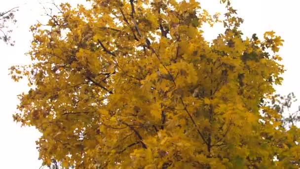 Herbstgelbe Blätter des Ahorns wiegen sich im Herbstpark im Wind. Zeitlupe. - Filmmaterial, Video