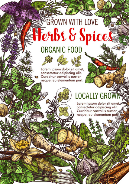 Vector sketch poster of spices and herbs food - Vector, Image