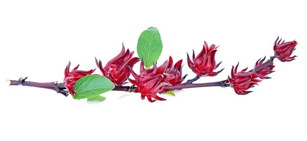 Hibiscus sabdariffa ή roselle φρούτα που απομονώνονται σε λευκό φόντο. - Φωτογραφία, εικόνα