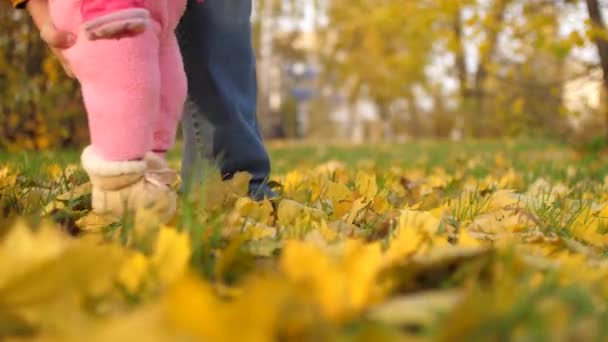 nohy z malé dítě chodit na trávu a žluté listy. Tatínek chodí na podzim Park se svou malou dcerou. - Záběry, video