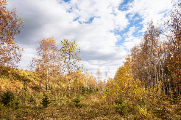 Fall Landscape: Wide Glade in Birch Forest with Golden Foliage at Sunny Day in September - Foto, Bild