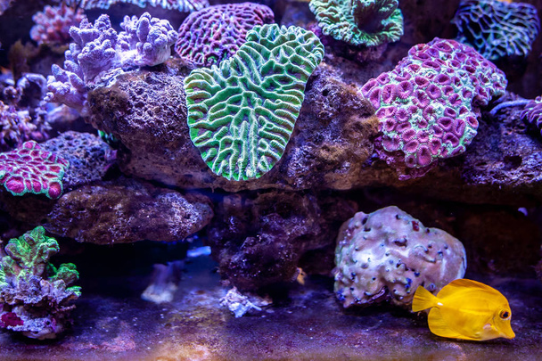 深いライラックの海で水中サンゴ礁景観背景 - 写真・画像
