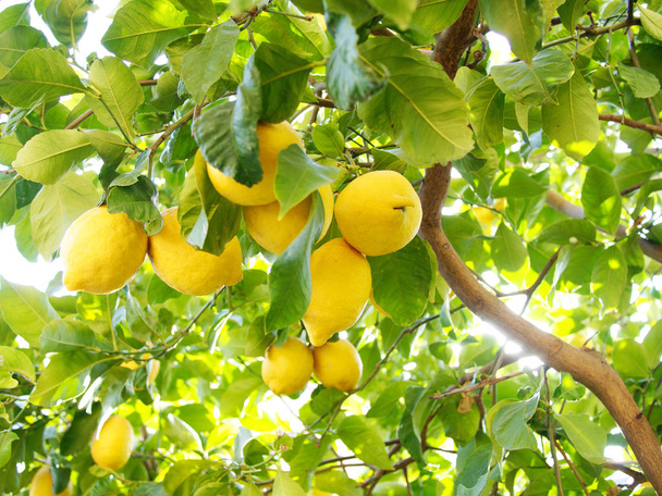 Sitruunapuu ulkona taustavalaistu
 - Valokuva, kuva