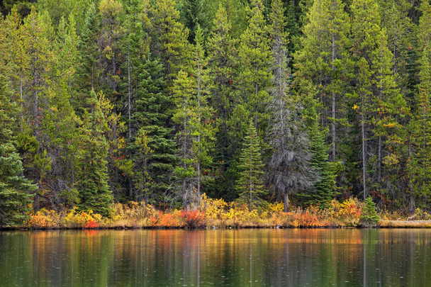 森と山の湖の背景 - 写真・画像
