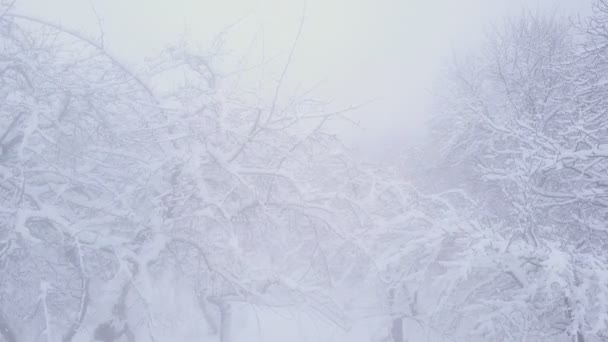 drzewa pokryte śniegiem - Materiał filmowy, wideo