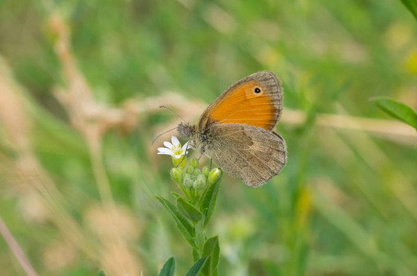 Meadow brown (Maniola jurtina) butterfly sitting on Wild Stellaria media weed plant in flowering time and sucking nectar - Photo, Image