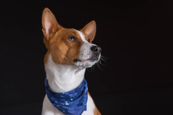 Retrato de llave baja de un elegante perro basenji macho con pañuelo azul
 - Foto, imagen
