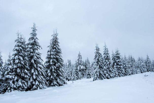 Christmas background, scenic snow covered forest in winter  - Fotografie, Obrázek
