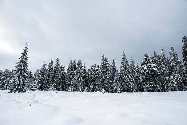 Christmas background, scenic snow covered forest in winter  - Foto, Bild