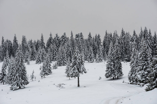 Fairy winter landscape with snow covered Christmas trees - Fotografie, Obrázek