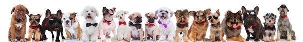 багато стильних собак різних порід, що носять луки та сонцезахисні окуляри, стоять, сидять та лежать на білому тлі
 - Фото, зображення