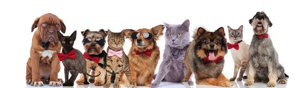 mascotas lindas de diferentes razas con pajaritas y gafas de sol de pie, sentado y acostado sobre fondo blanco
 - Foto, Imagen