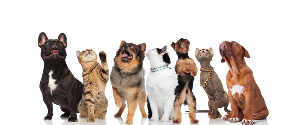 curious team of seven cats and dogs looking up while standing and sitting on white background - Photo, Image