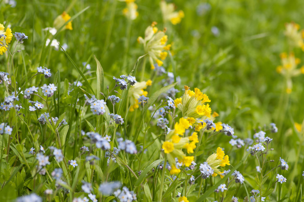 Forget-me-not and Cowslip - Photo, Image