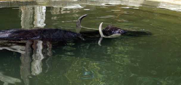 Bild eines Wasserbffels im Wasser - Foto, Imagen