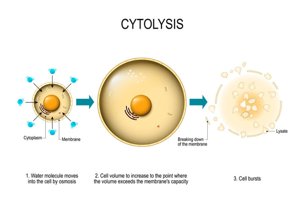 Zytolyse. osmotische Lyse. Wasser dringt in die Zelle ein und bewirkt, dass ihr Volumen bis zu einem Punkt ansteigt, an dem das Volumen die Kapazität der Membran übersteigt und die Zelle platzt. Vektordiagramm für pädagogische, medizinische, biologische und wissenschaftliche Zwecke - Vektor, Bild