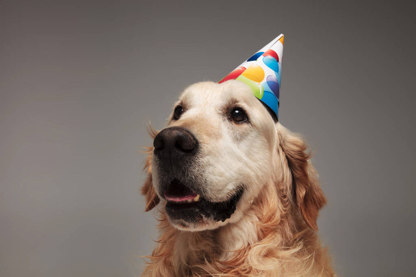 hoofd van cute labrador met een kleurrijke verjaardag hoed op zoek naar kant terwijl staande op een grijze achtergrond - Foto, afbeelding